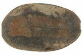 Fossil Fern (Pecopteris) Nodule Pos/Neg - Mazon Creek #184647-2